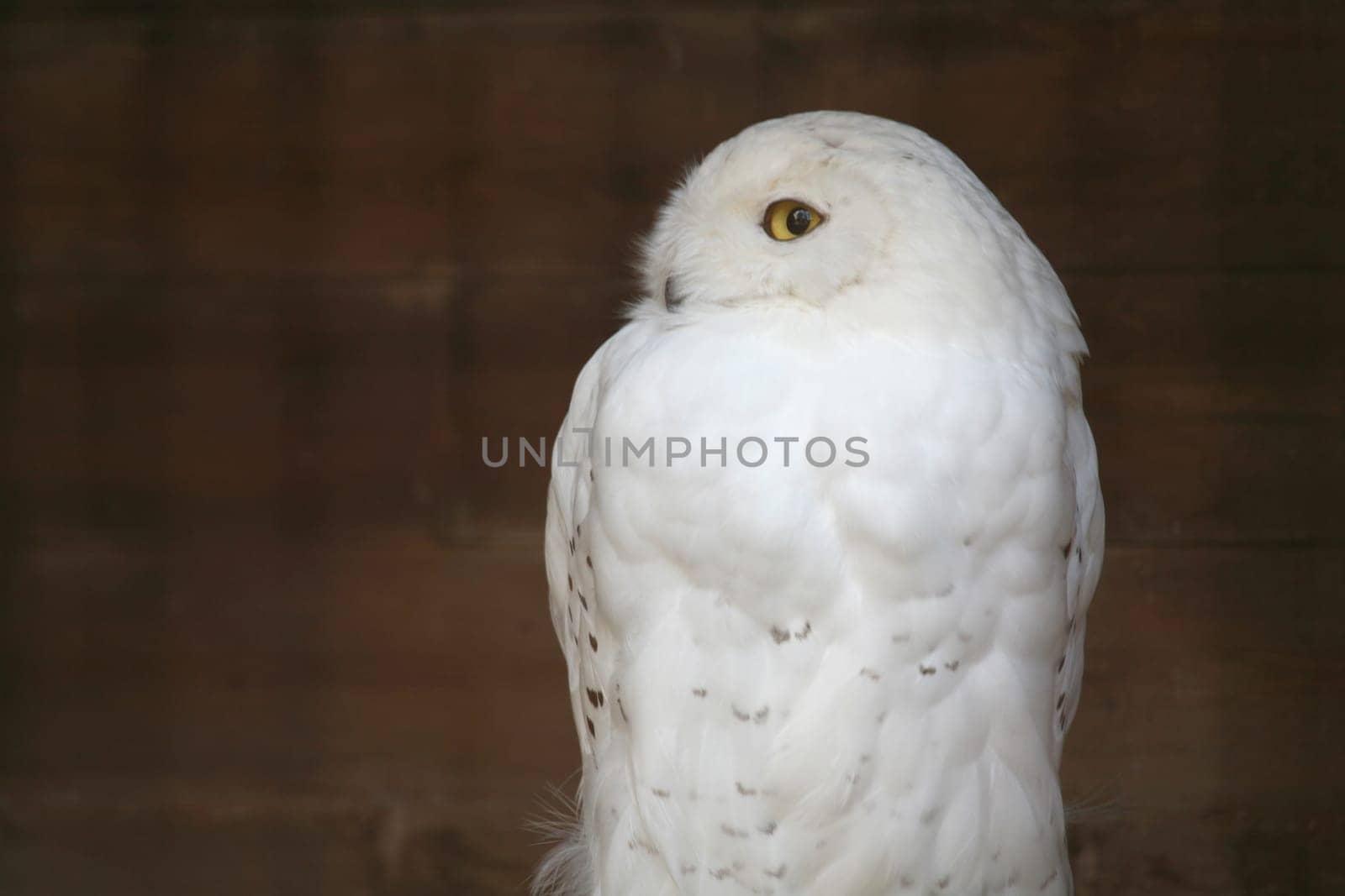 Male