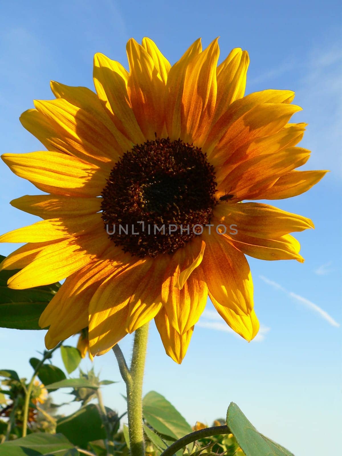 proud sunflower
