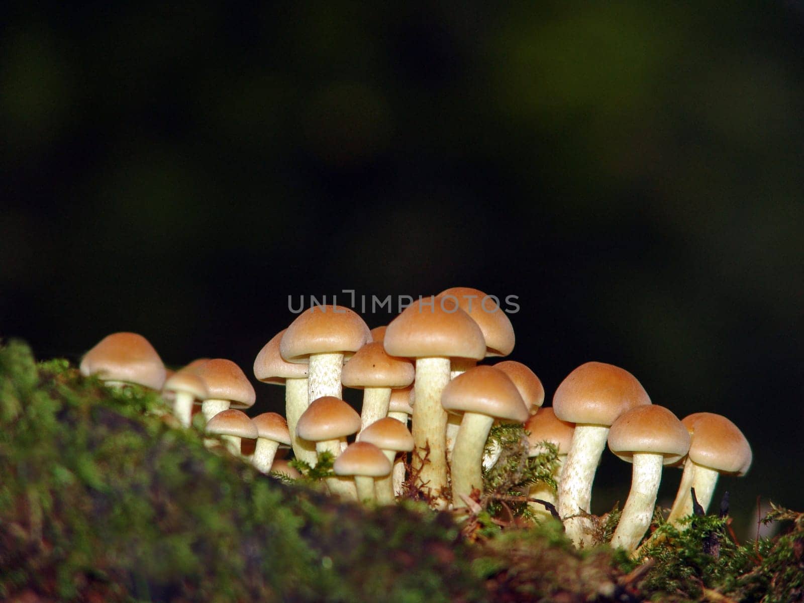 Sulfur heads