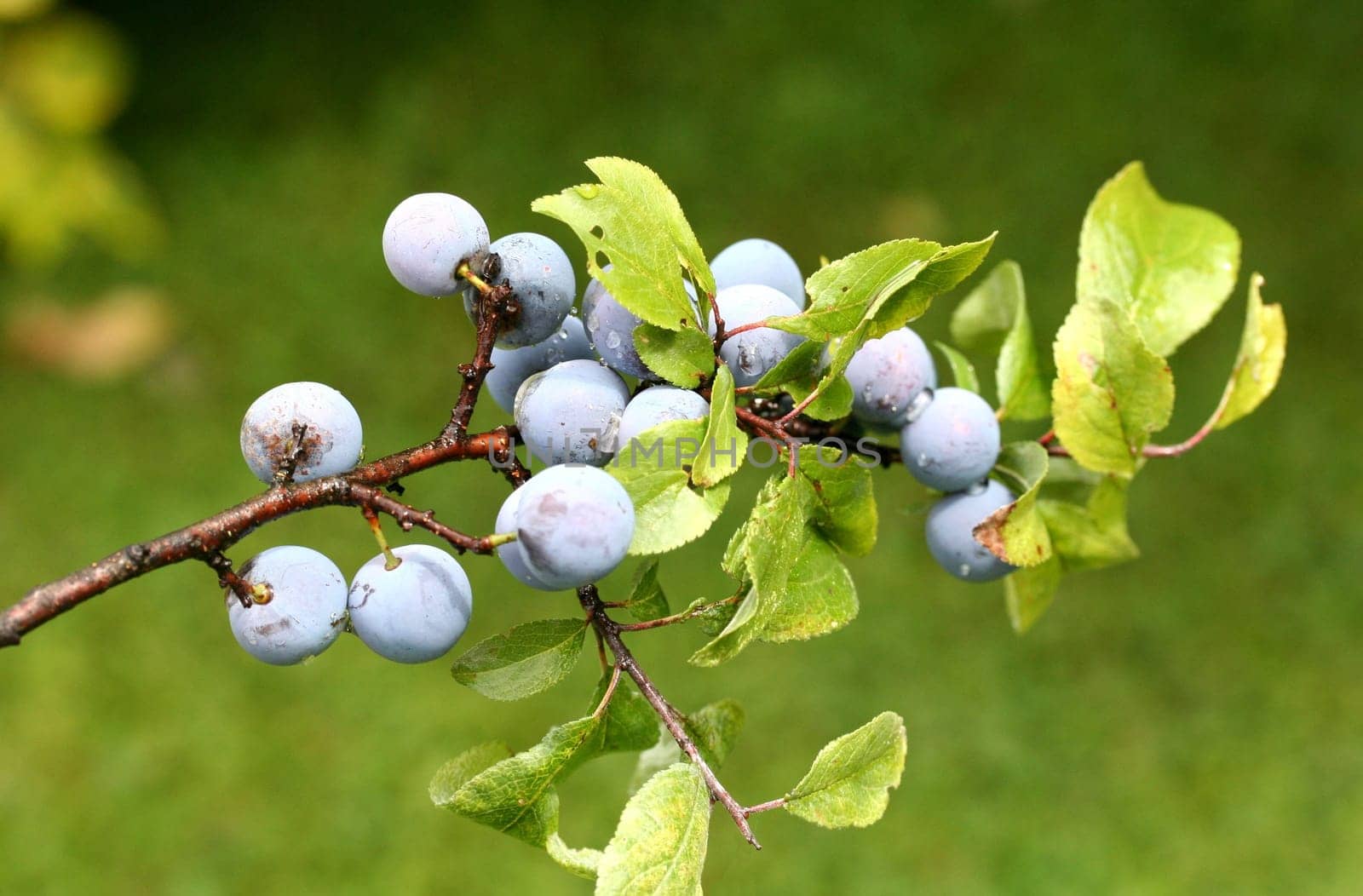 sloes