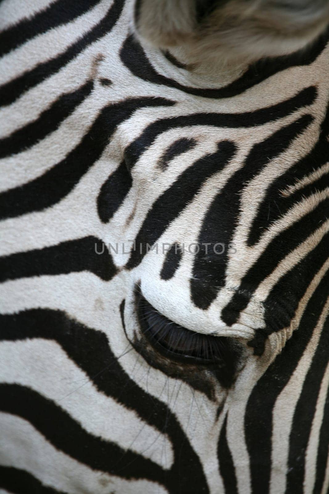 Grant's zebra (Equus burchelli granti)
