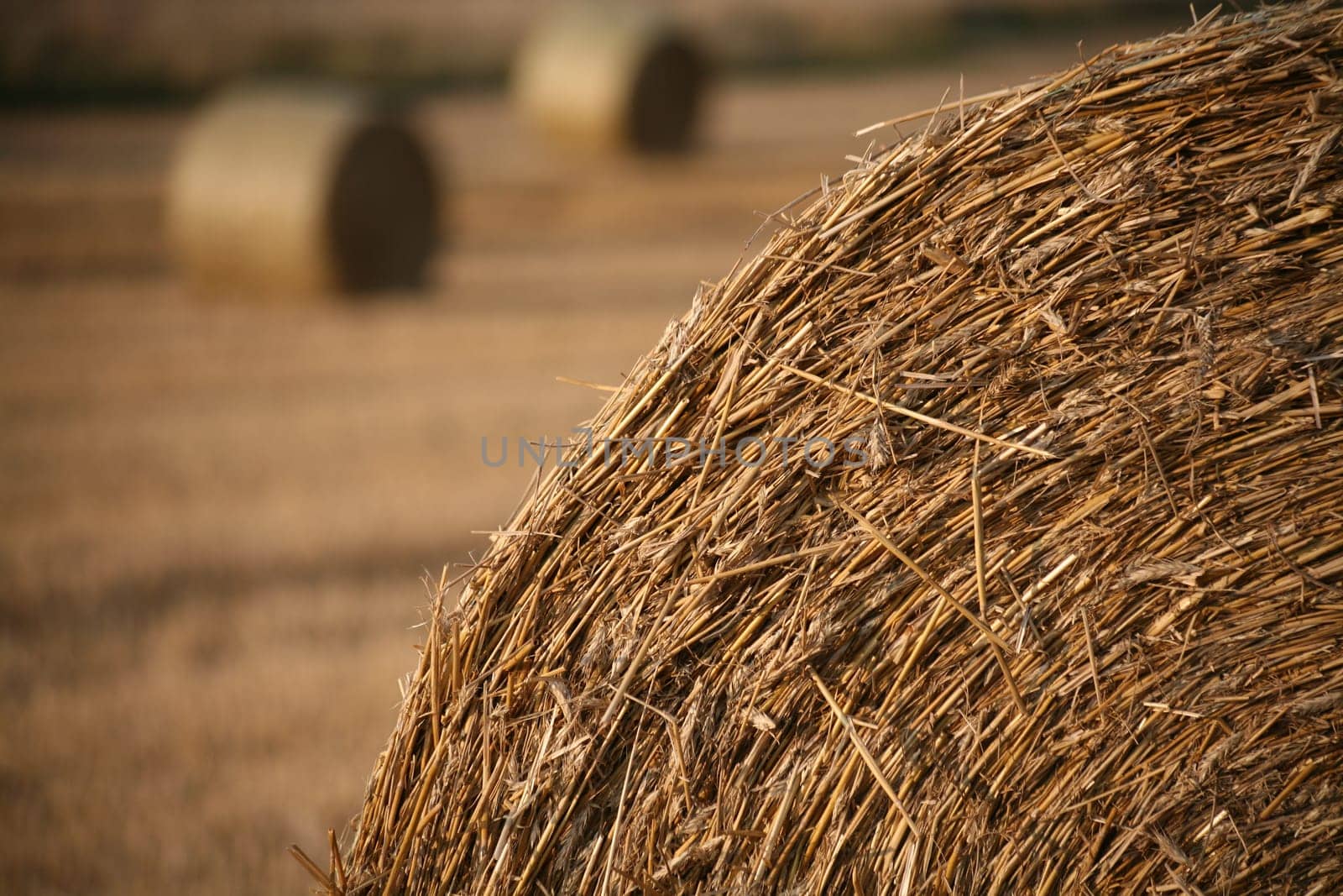 Bales on a stubble field