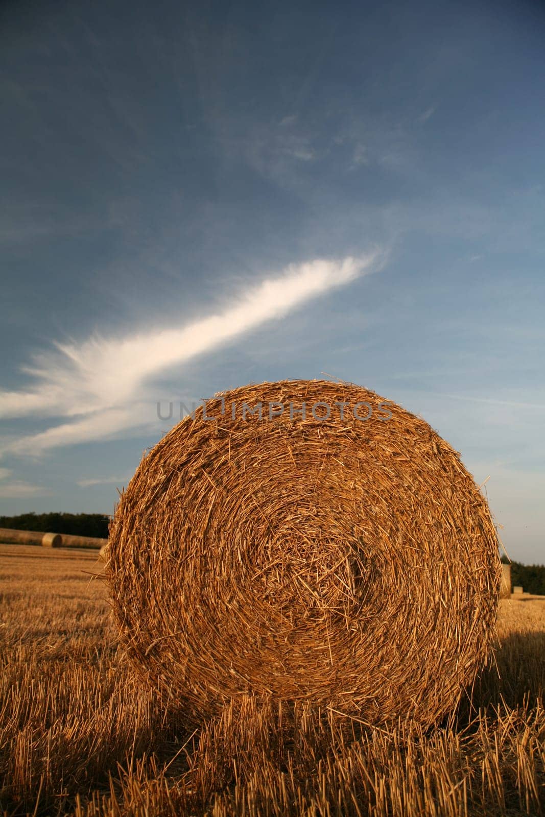 Bales on a stubble field