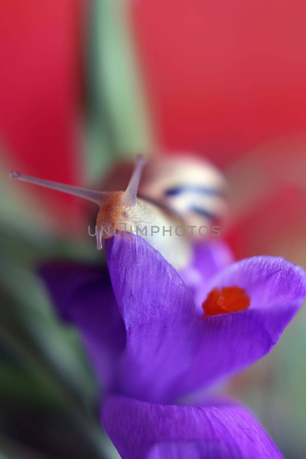 Macro 50 mm