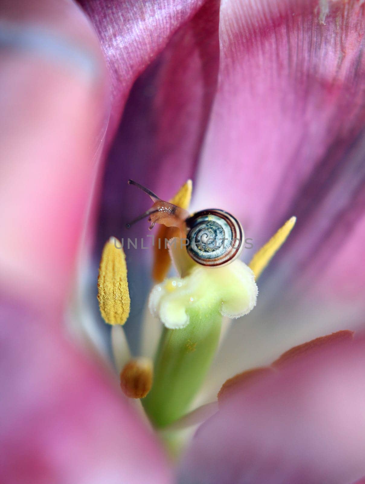 Protection of snail