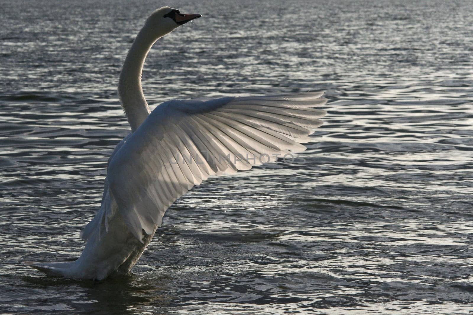 Silver Wings