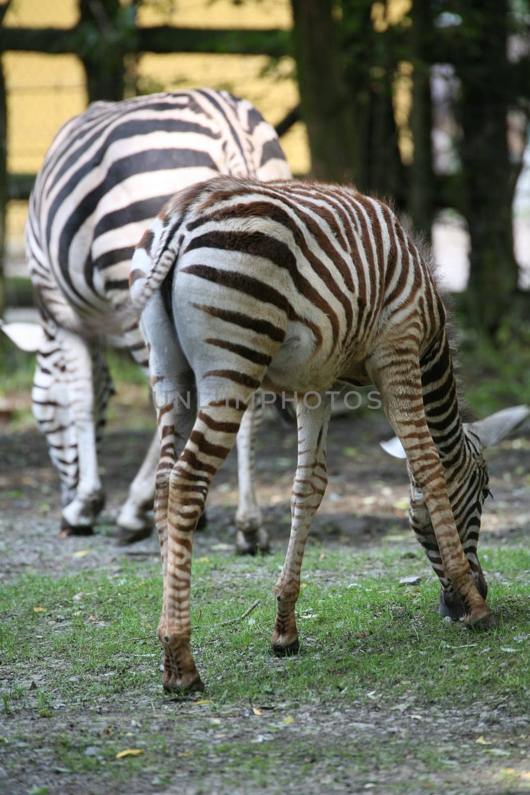 Grant's zebras (Equus burchelli granti)