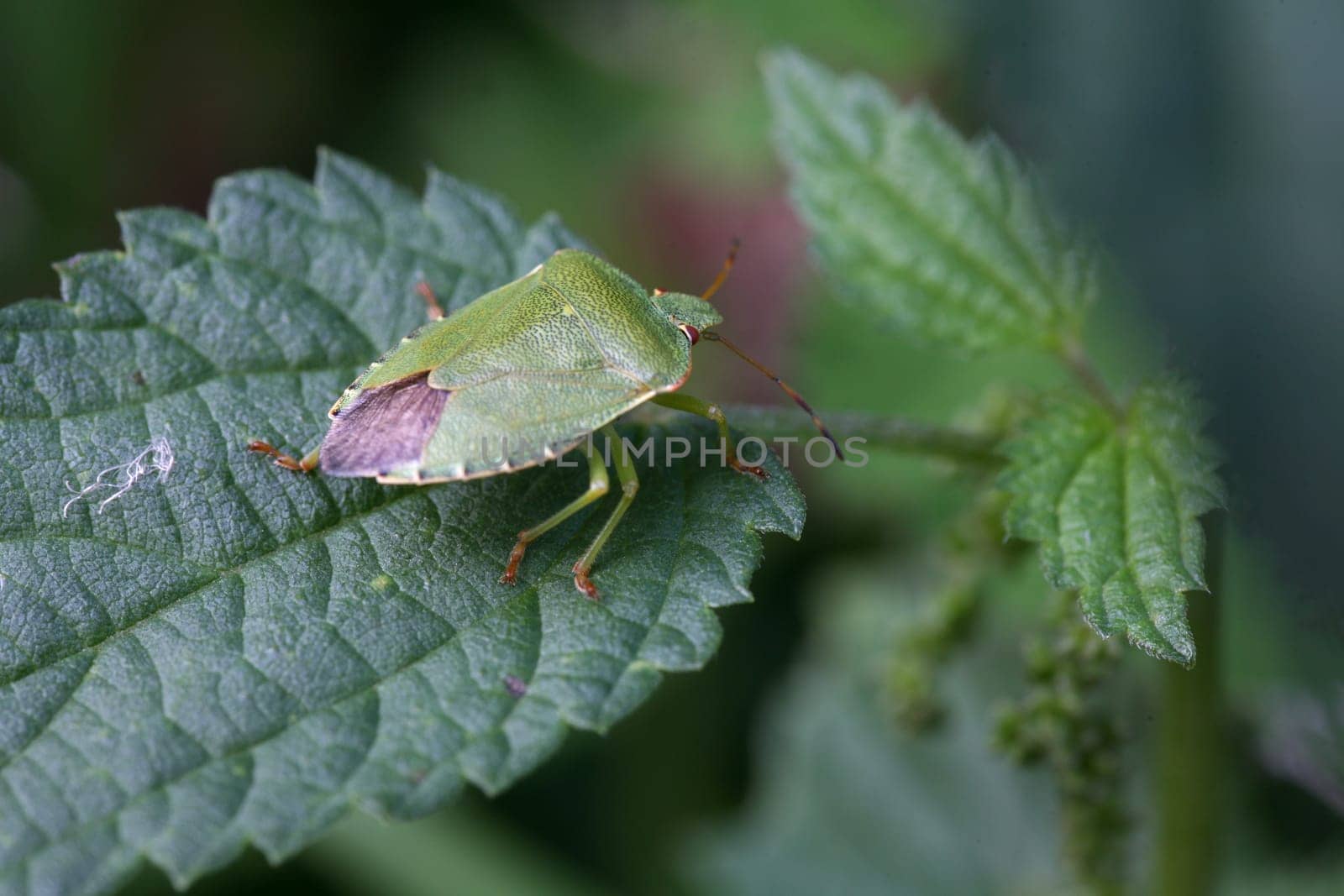 Green shield bug