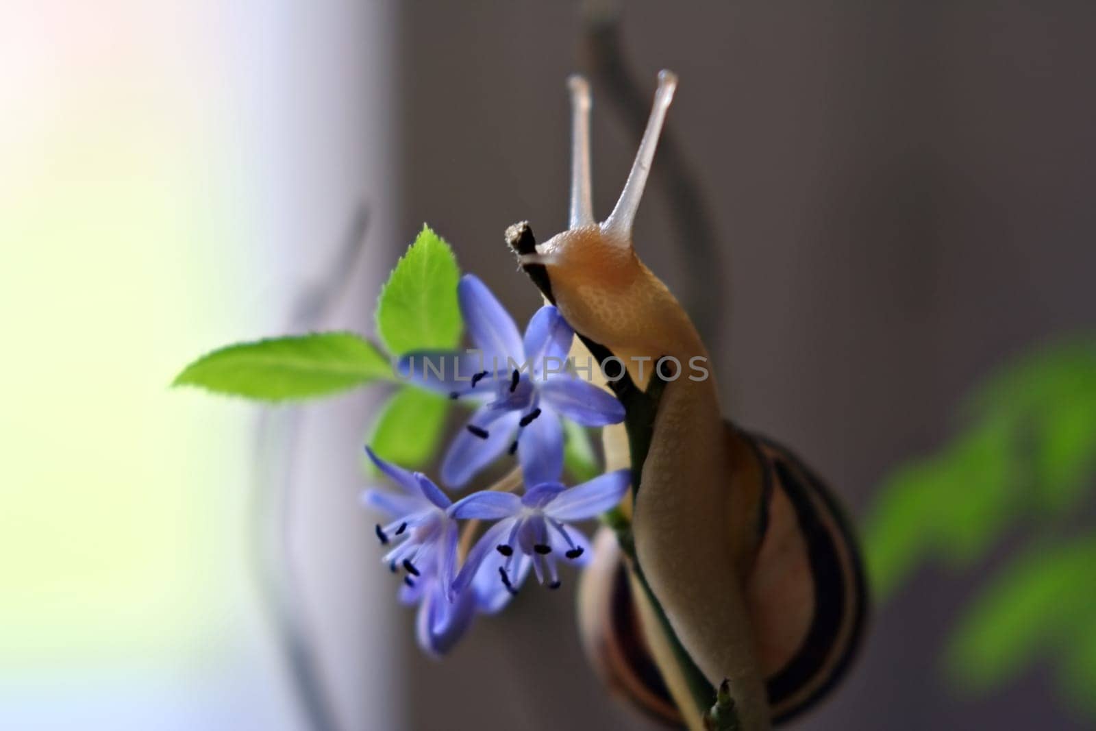 Macro 50mm