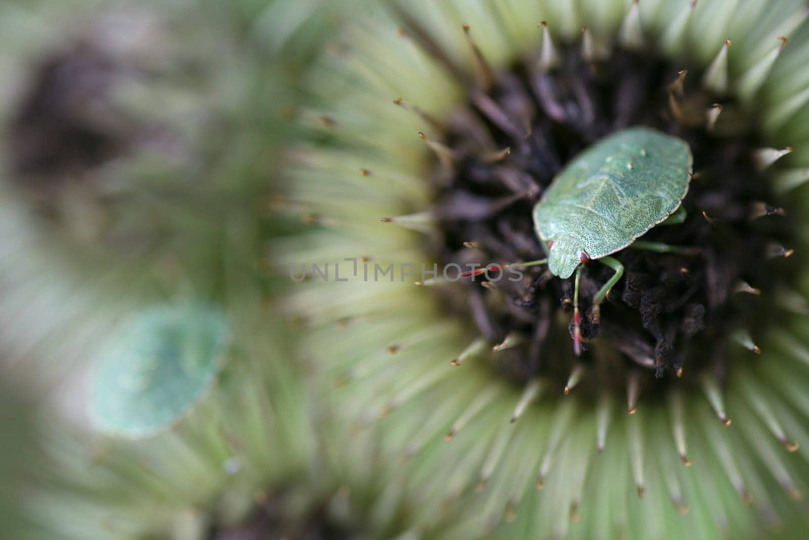 Larvae of the green stink bug
