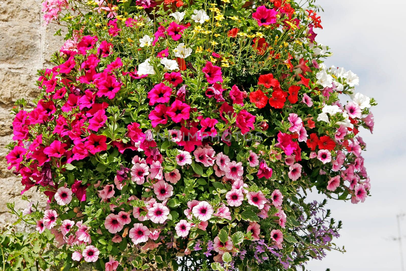 Plouharnel,petunias,petunia