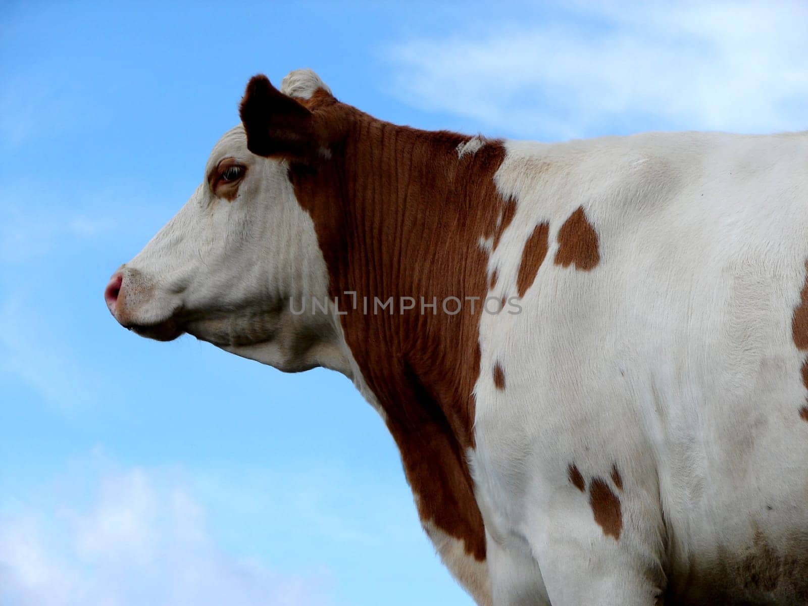 CATTLE