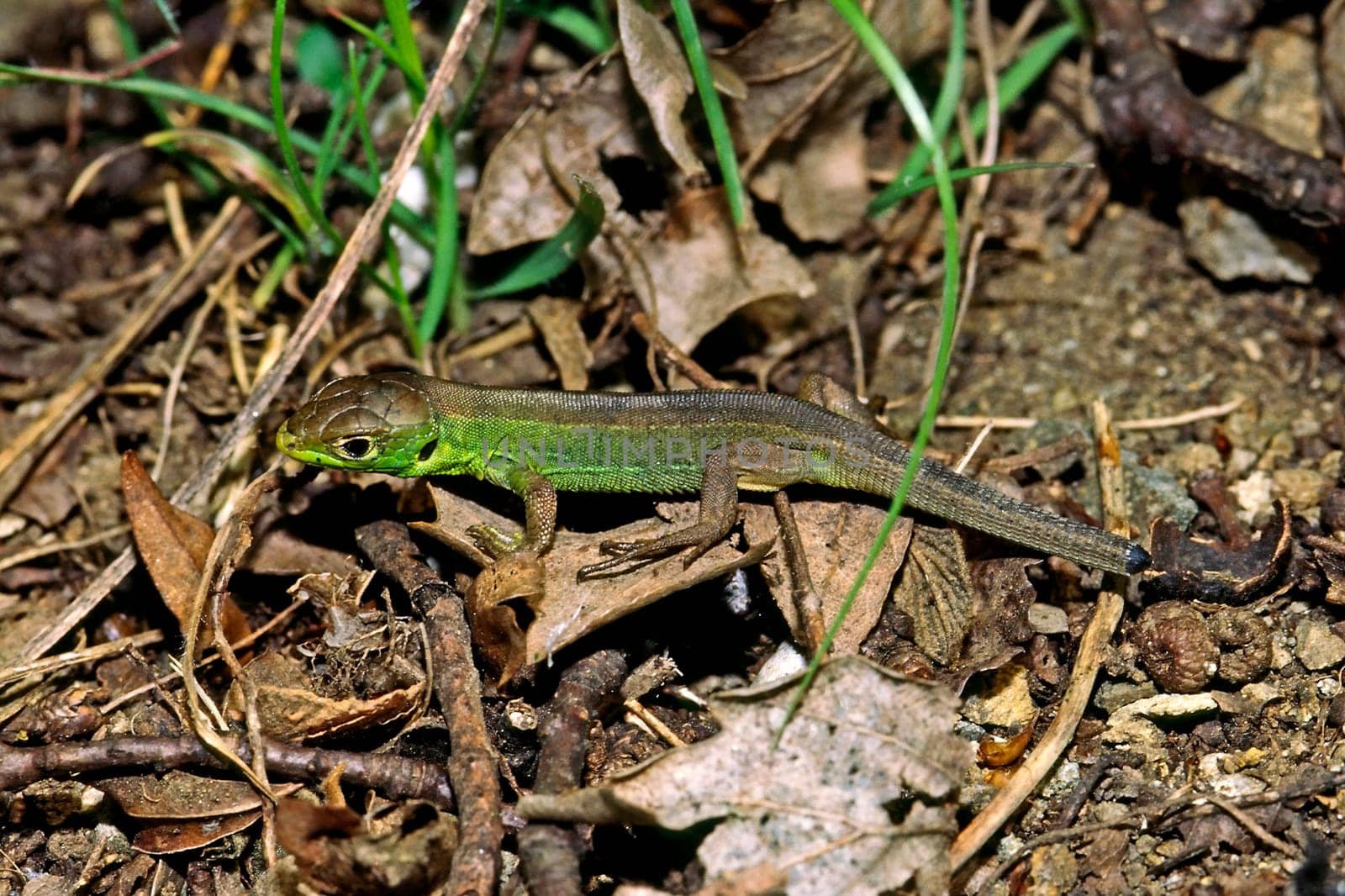 Emerald lizard,Lacerta virides (juvenile),Green Lizard