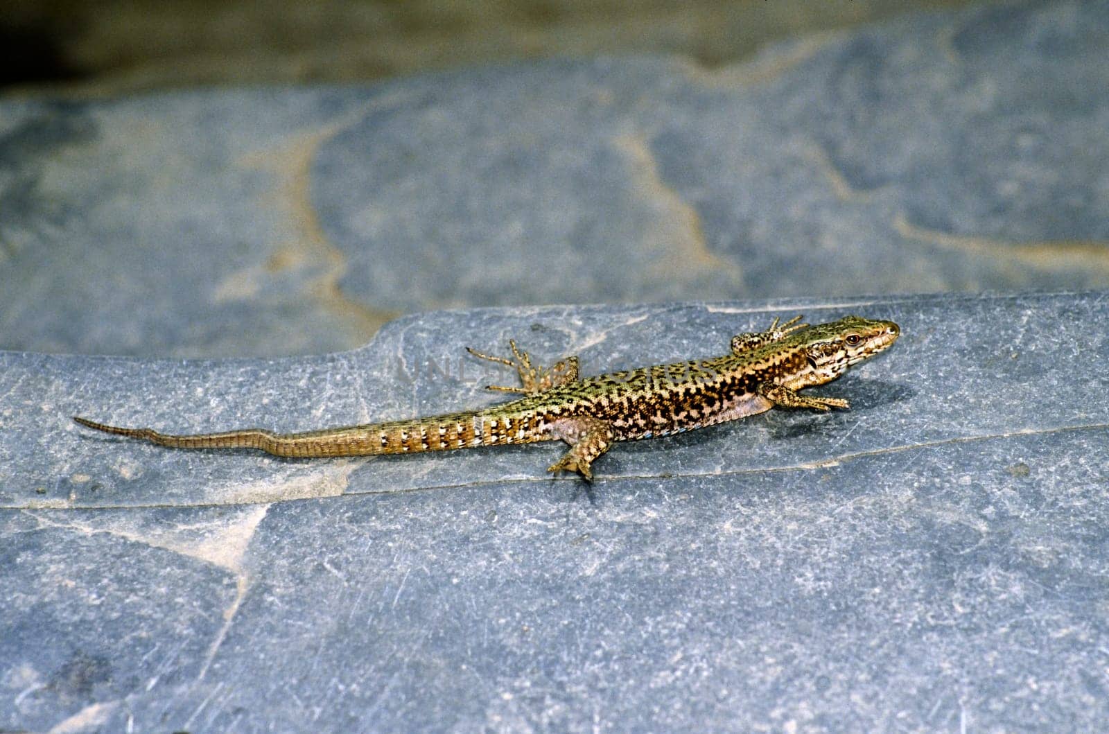 Mauereidechse, Podarcis muralis