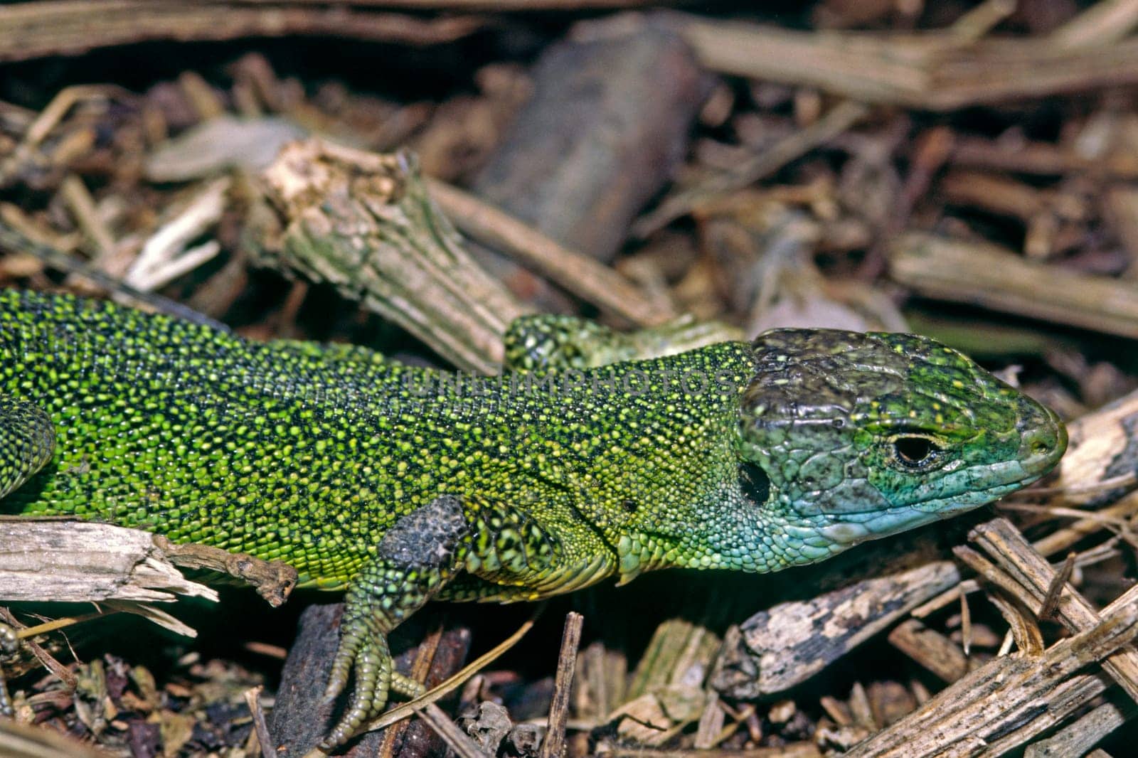 Emerald lizard,Lacerta virides,Green lizard