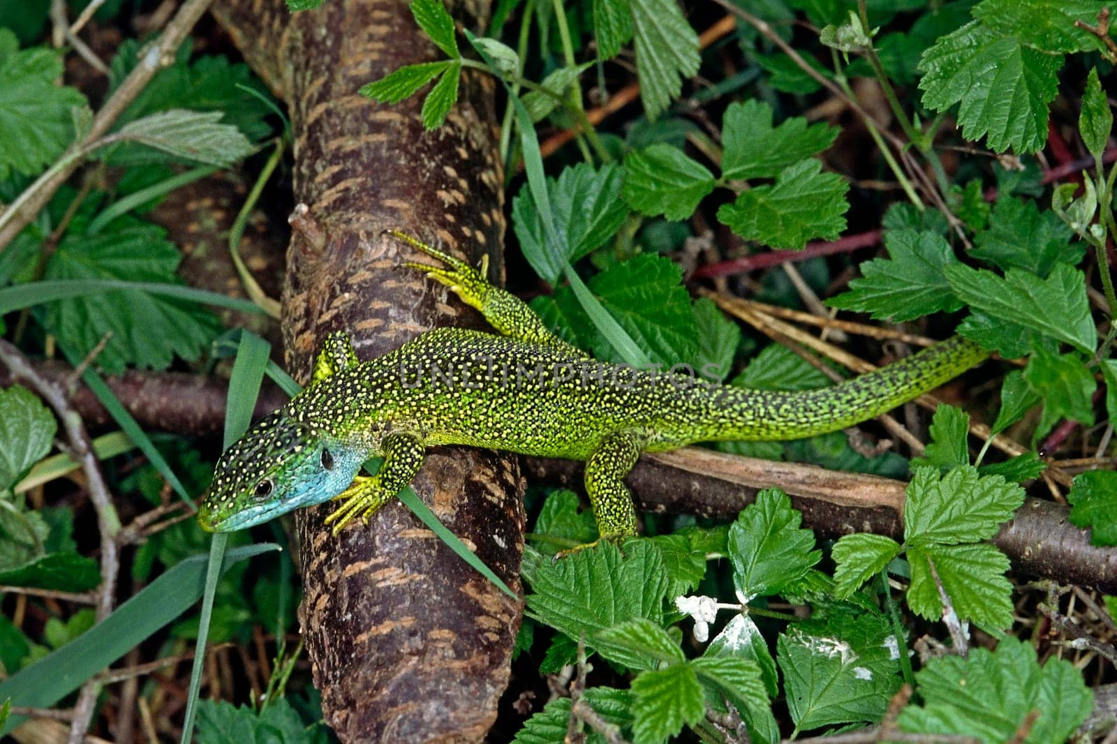 Emerald lizard,Lacerta virides,Green lizard