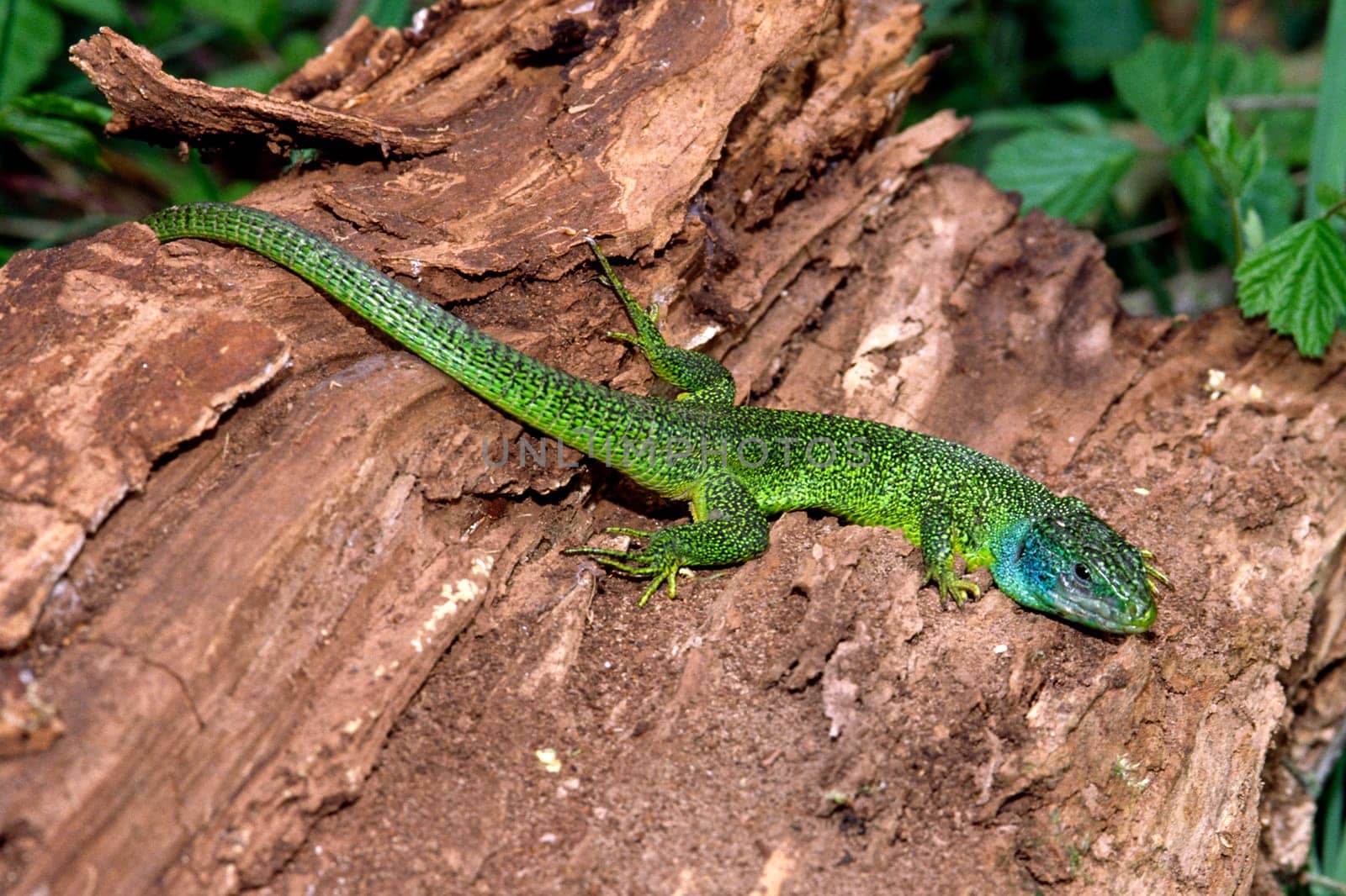 Emerald lizard,Lacerta virides,Green lizard