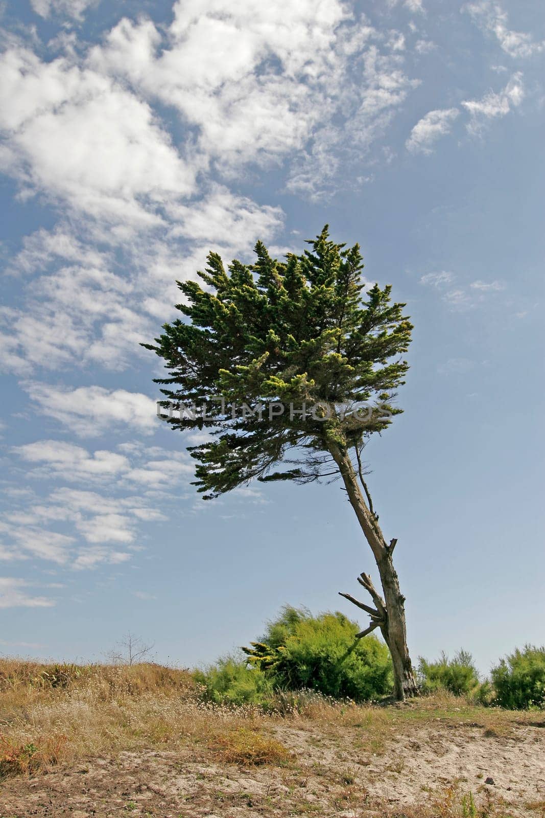 Landscape with tree,Brittany