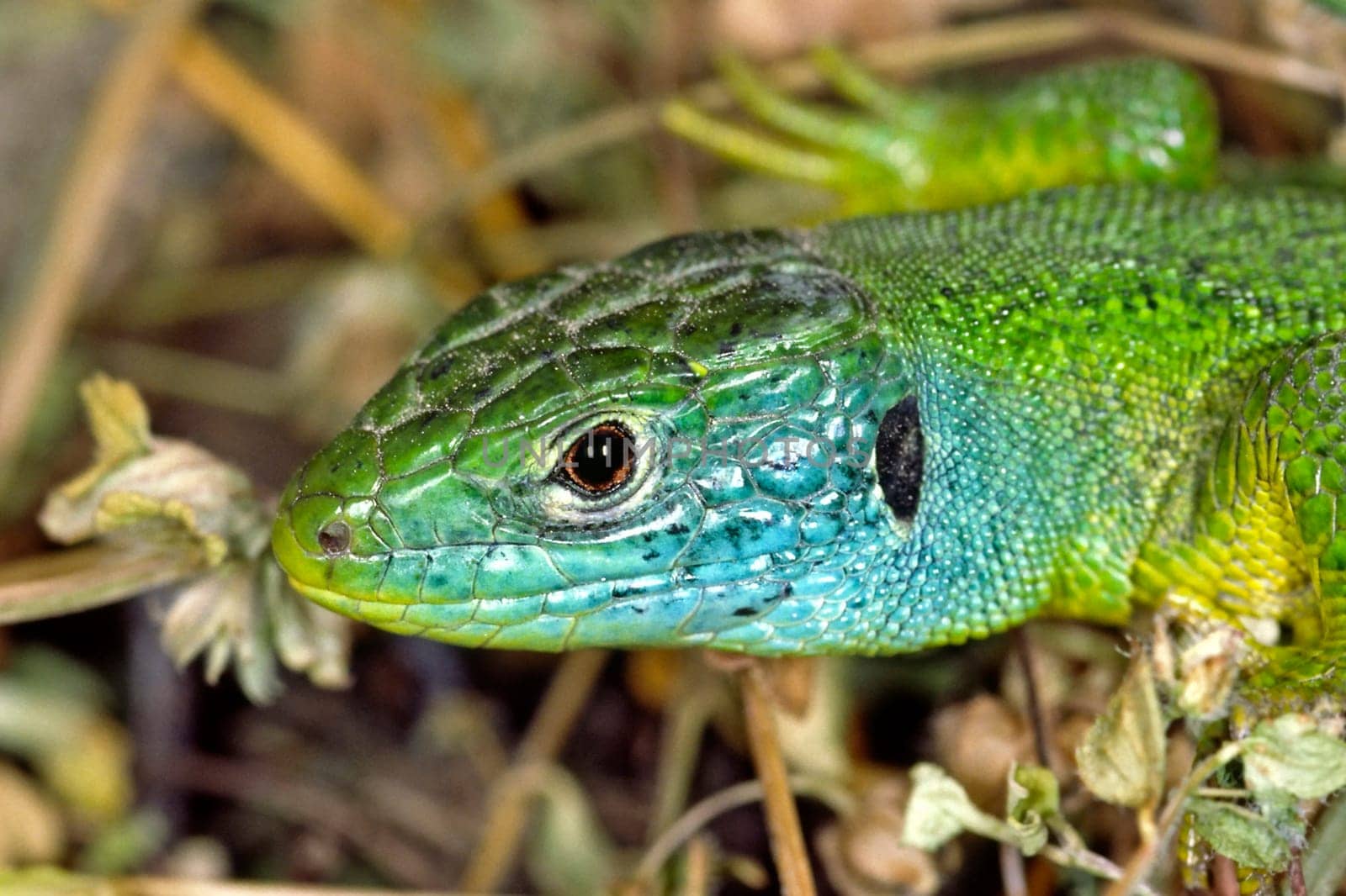 Emerald lizard,Lacerta virides,Green lizard