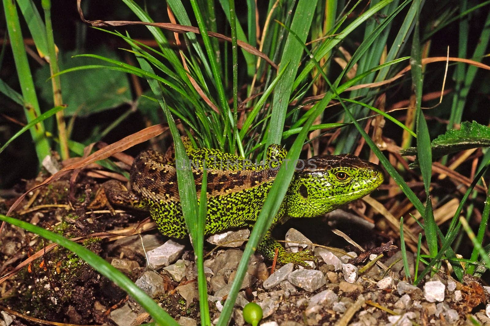 Sand lizard,Lacerta agilis (male),sand lizard
