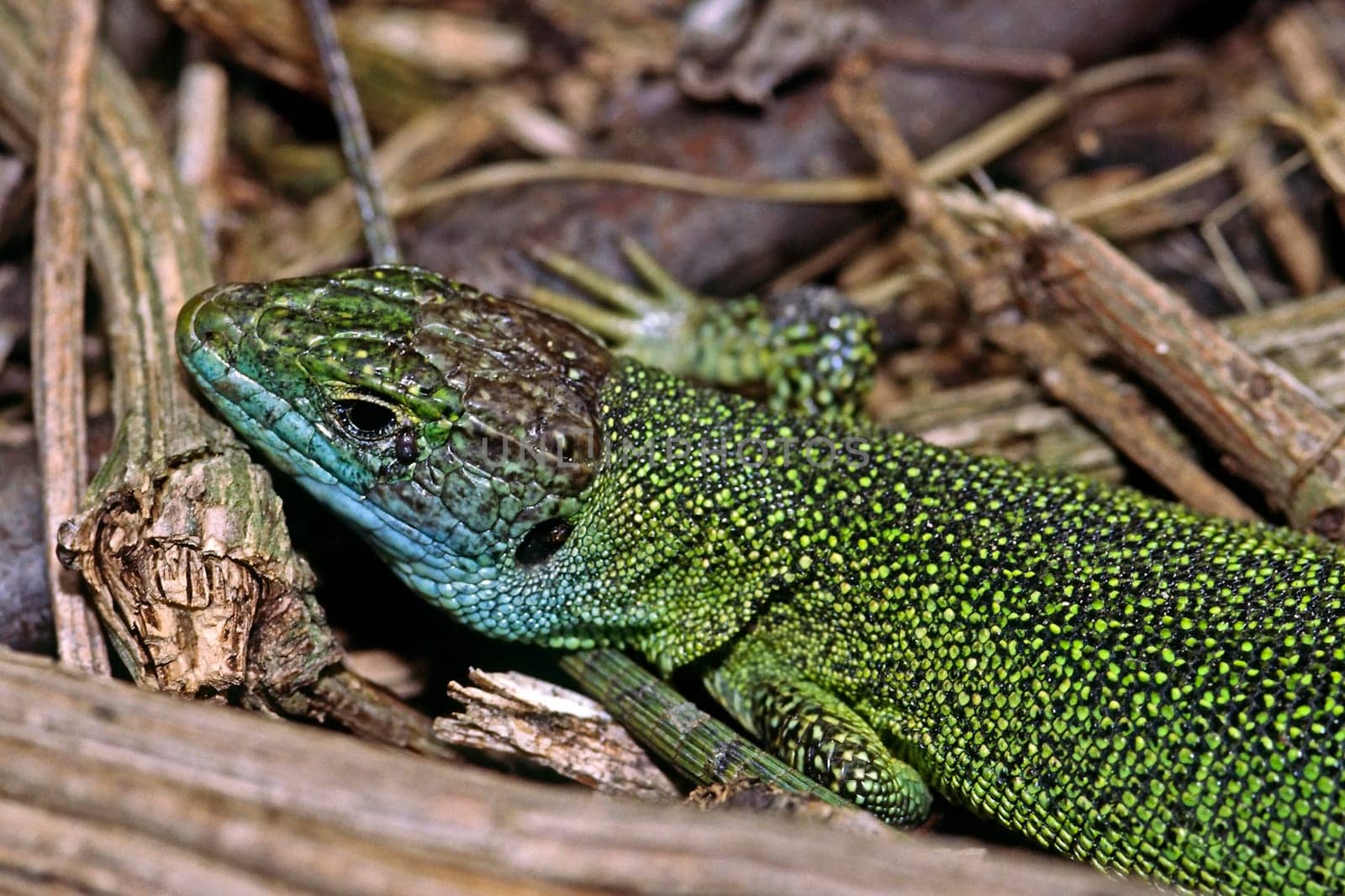 Emerald lizard,Lacerta virides,Green lizard