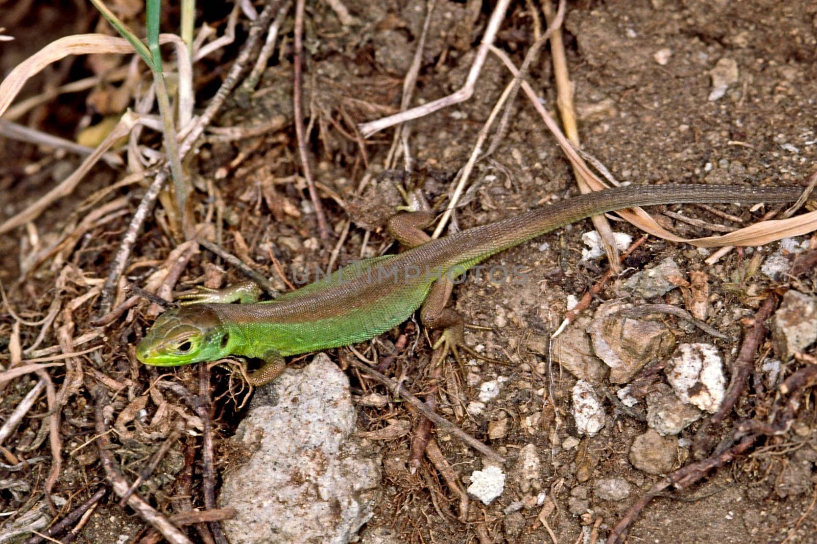 Emerald lizard,Lacerta virides (juvenile),Green Lizard
