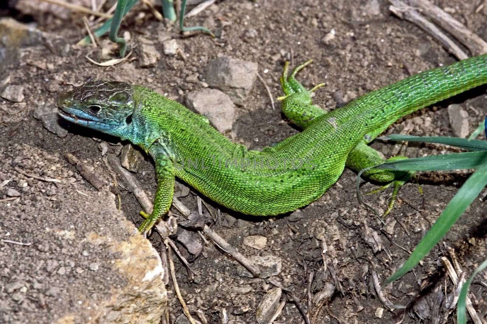 Emerald lizard,Lacerta virides