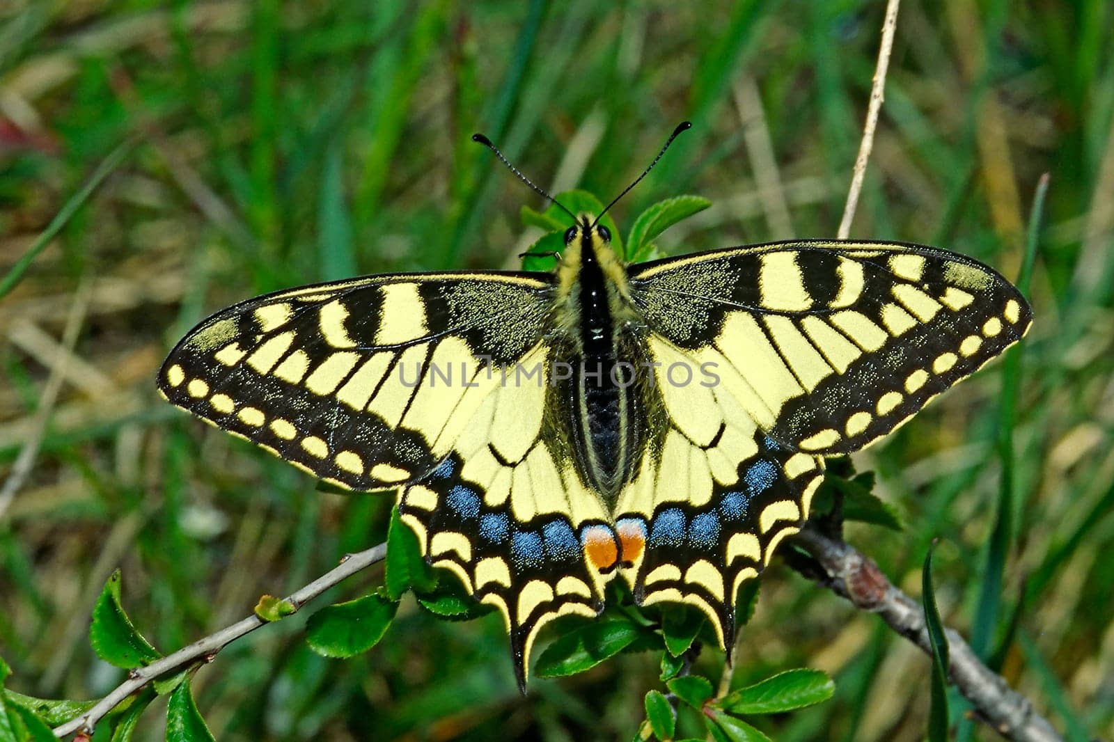Papilio machaon,swallowtail