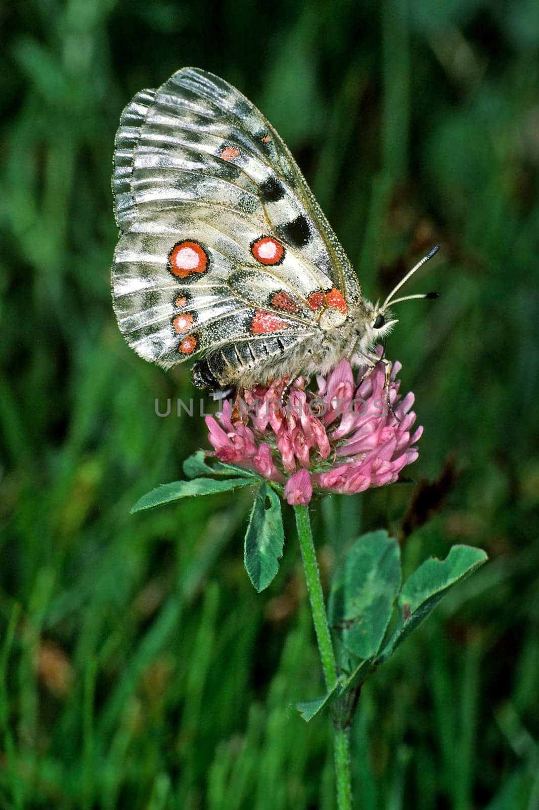 Parnassius apollo,Apollo,Apollo butterfly