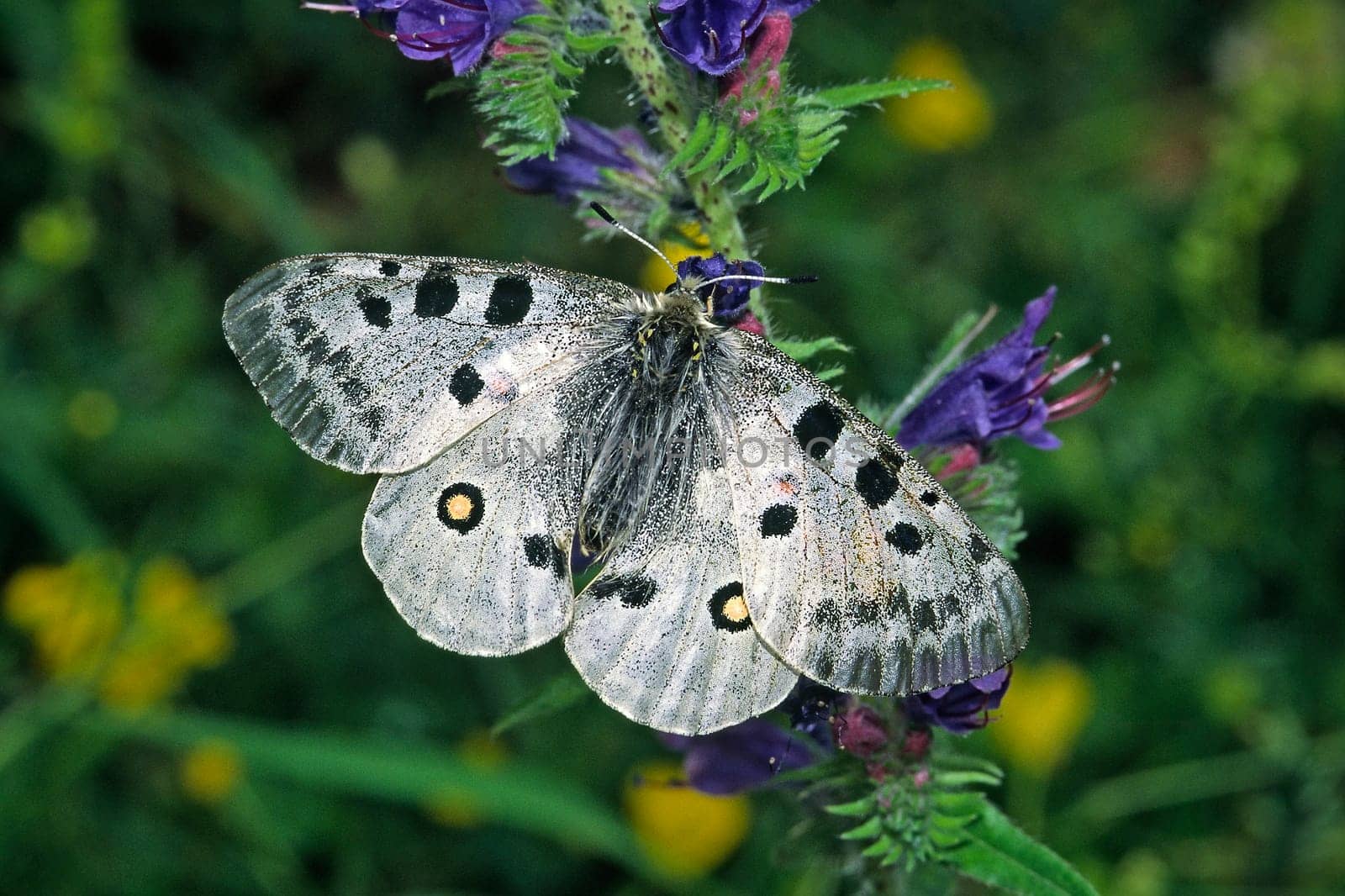 Parnassius apollo,Apollo,Apollo butterfly