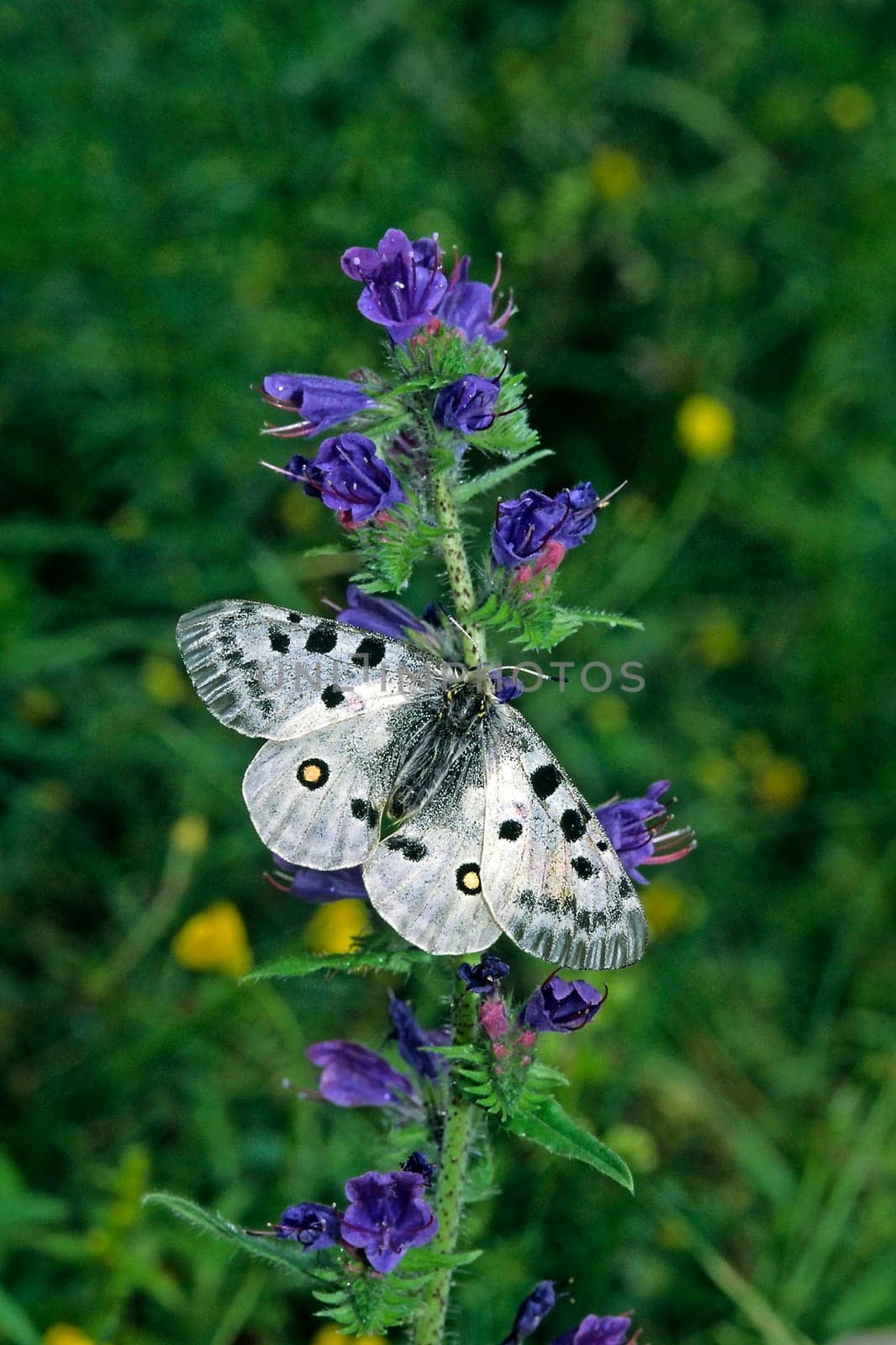 Apollo butterfly visiting flowers on the viper's head