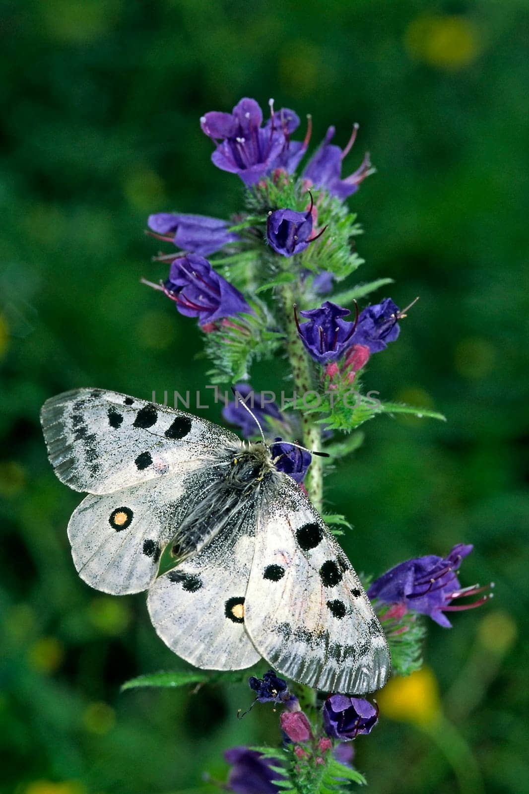 Apollo on viper's bug,Echium vulgare