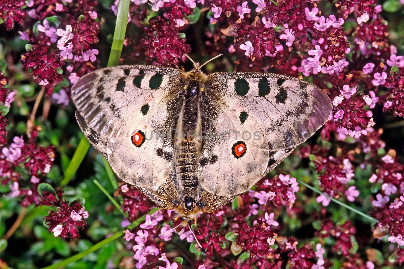 Parnassius apollo,Apollo,Apollo butterfly on thyme