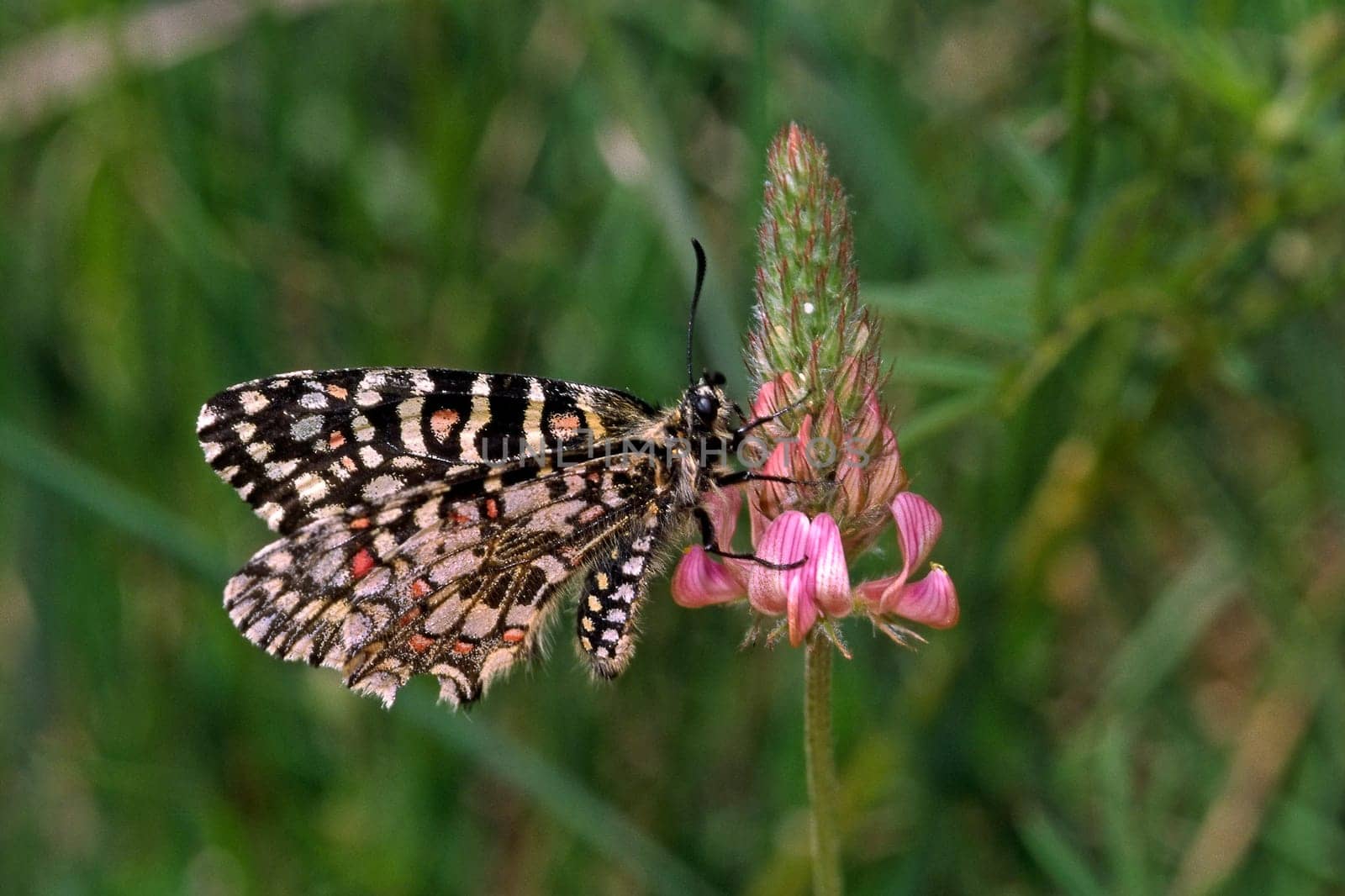 Zerynthia rumina, Spanischer Osterluzeifalter