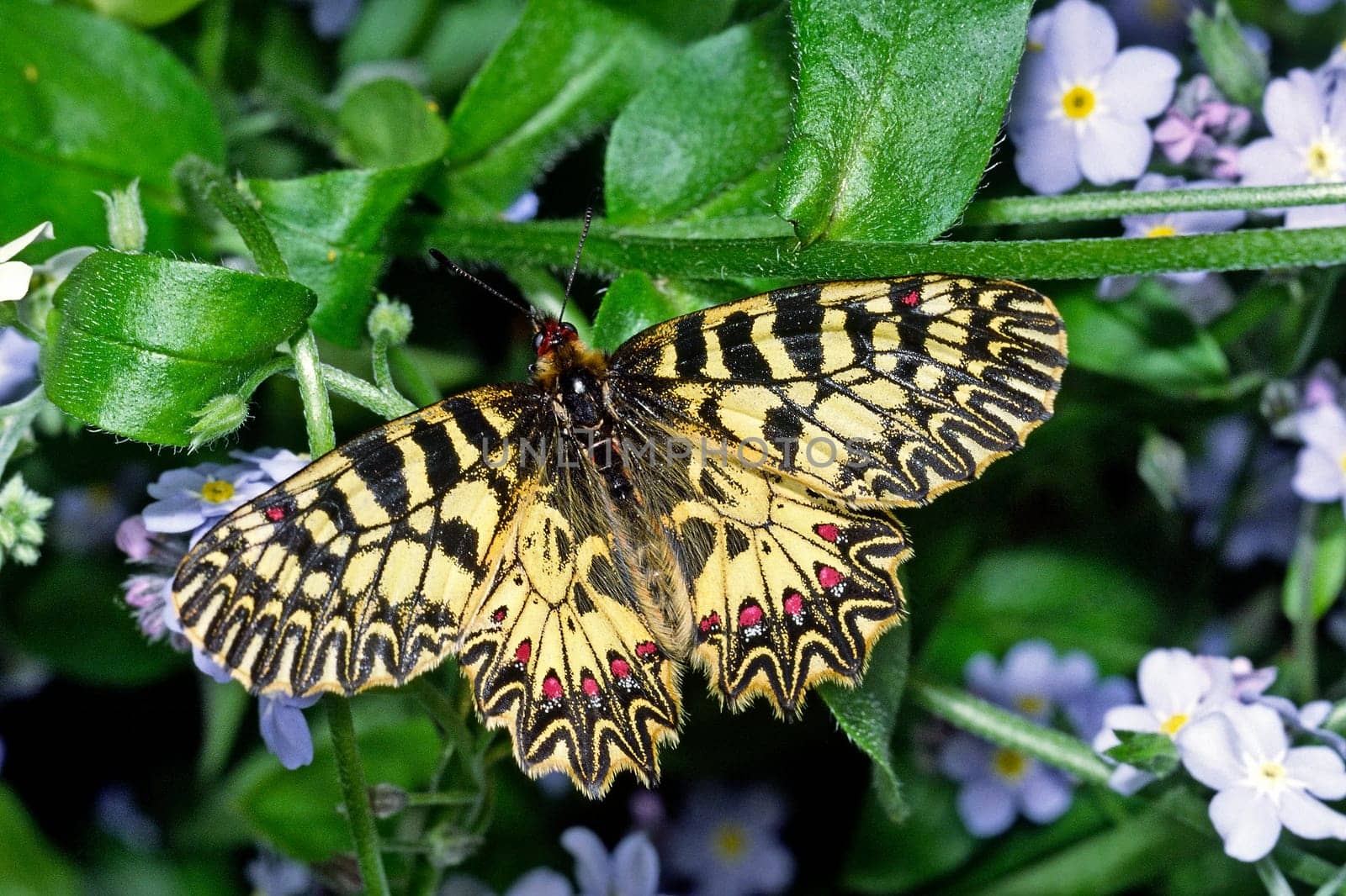 Zerynthia polyxena,Easter lucid butterfly