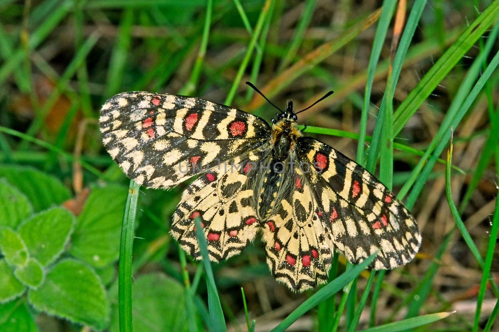 Zerynthia rumina,Spanish Easter moth