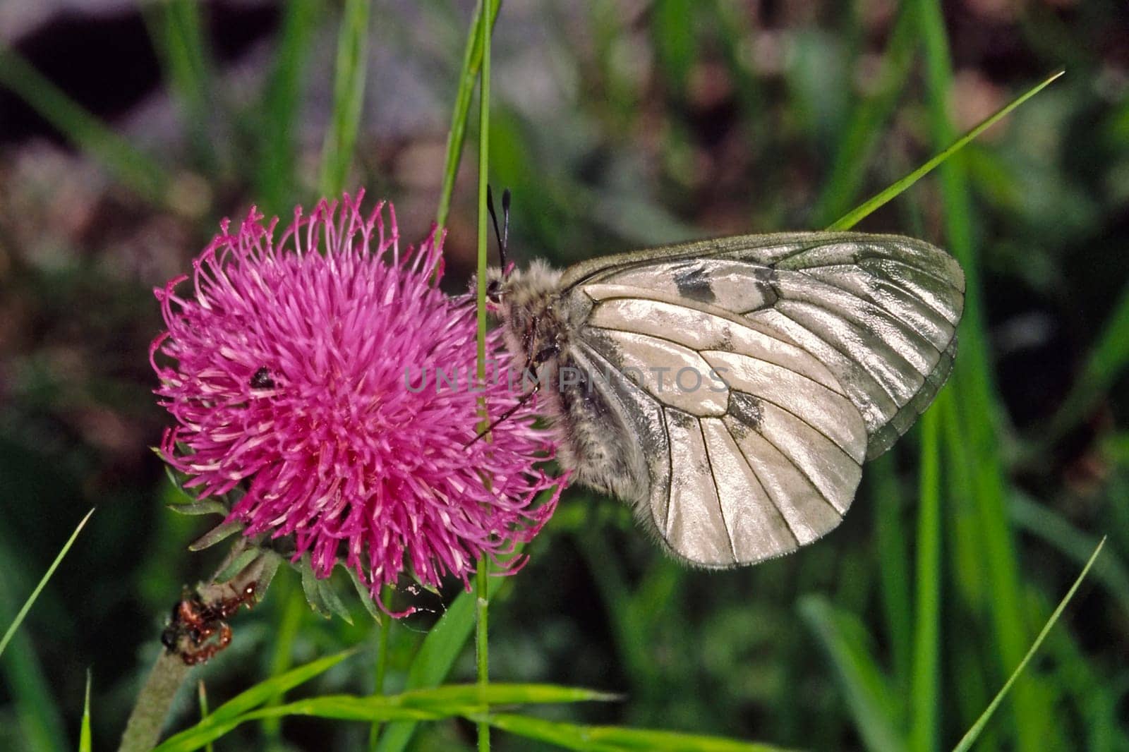 Parnassius mnemosyne,Black Apollo