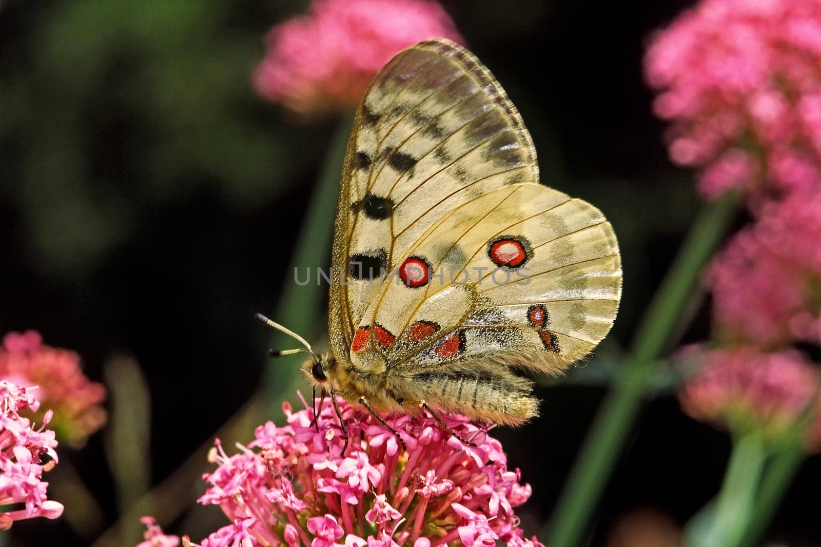 Apollo butterfly on red spur flower