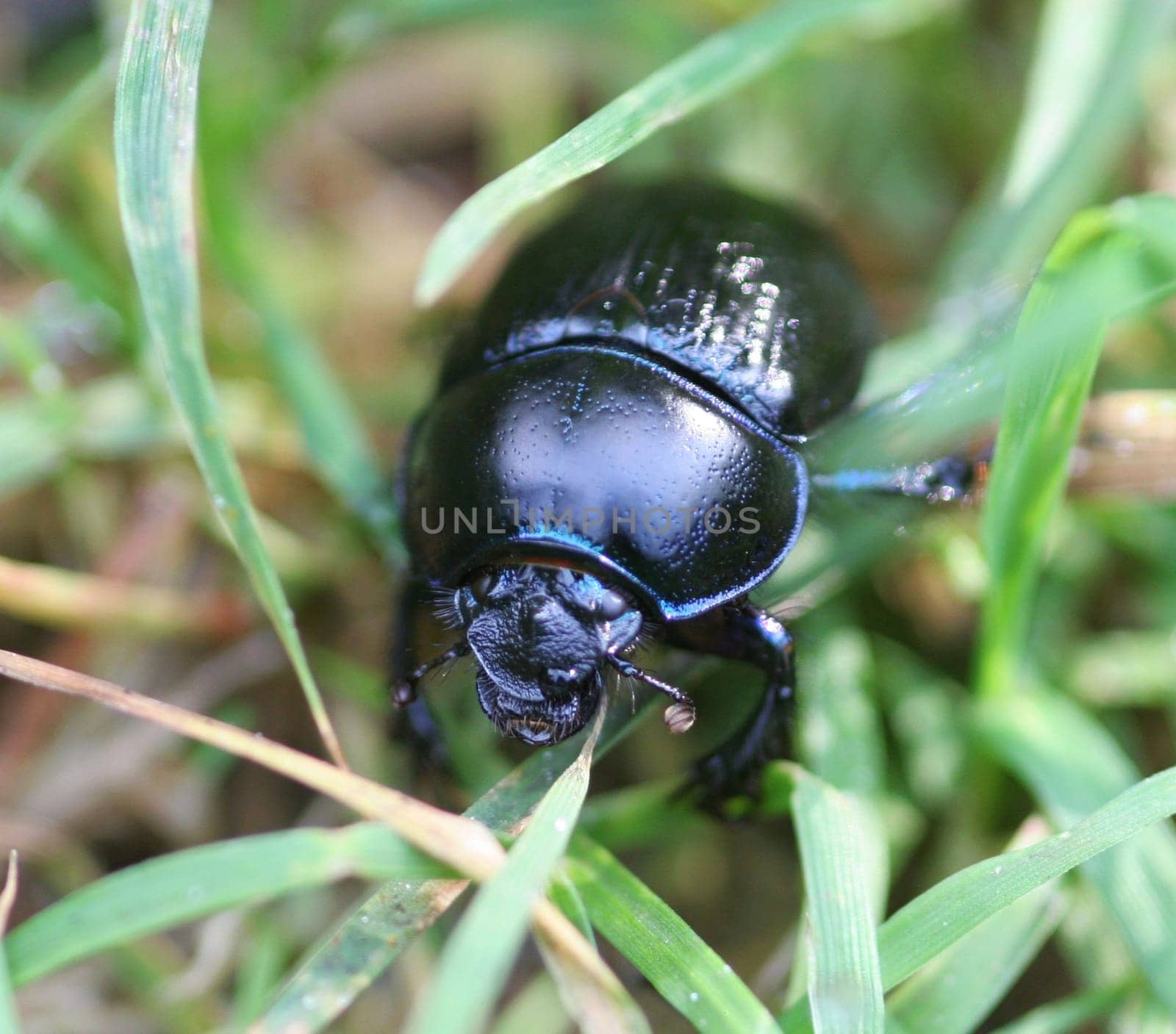 Hidden in the grass...