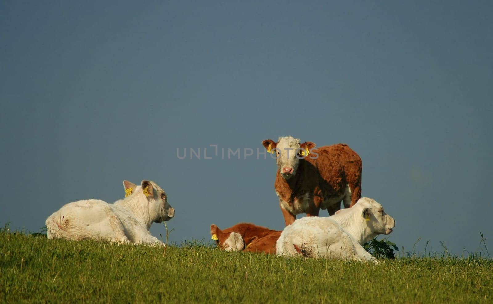 So our calves are quite balanced compared to Pete's....!:-)