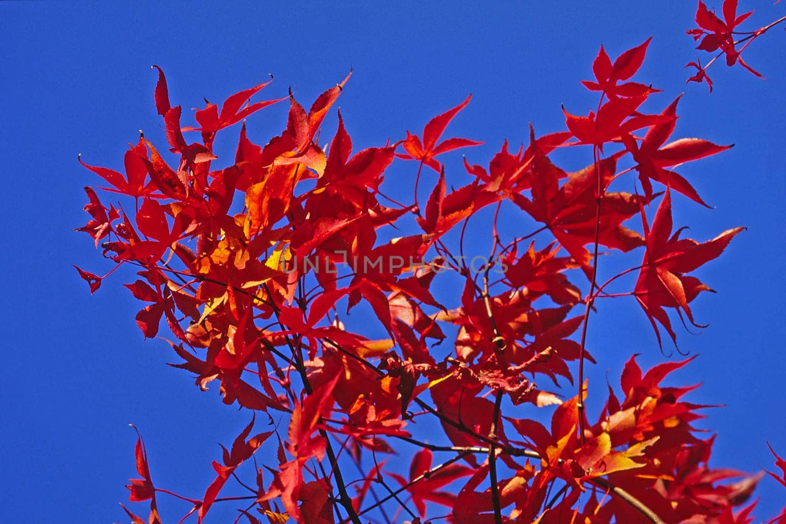 Acer palmatum,Japanese maple in autumn,leaves