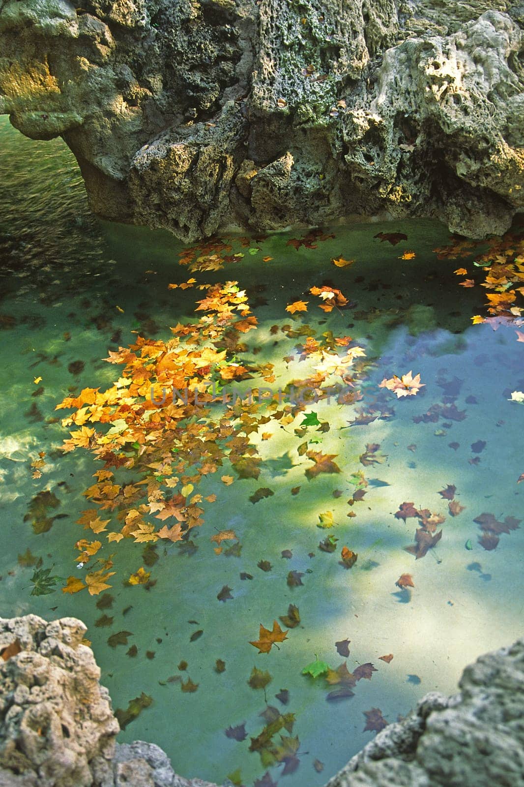 Autumn leaves in the pond