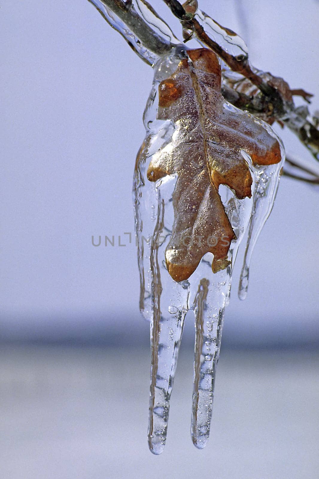 Oak leaf in ice,winter