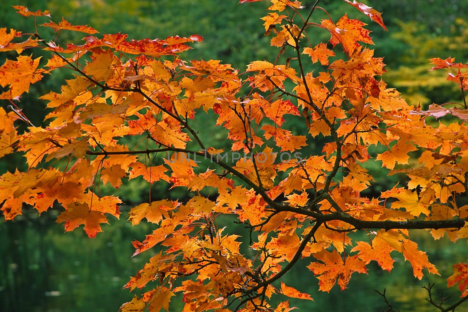 Autumn,Leaves,Tree,Pond,Schloss-Escheberg