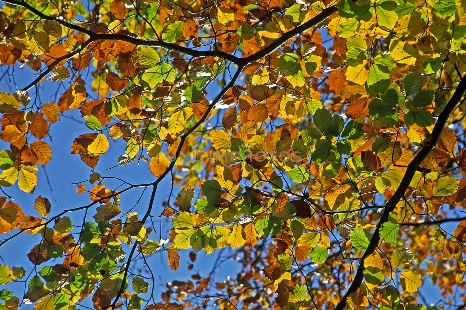 Autumn,Escheberg,Leaves