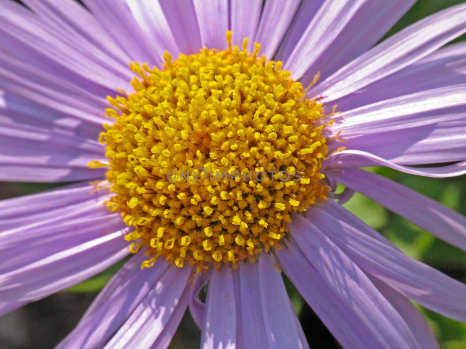 Aster alpinus,Alpine aster