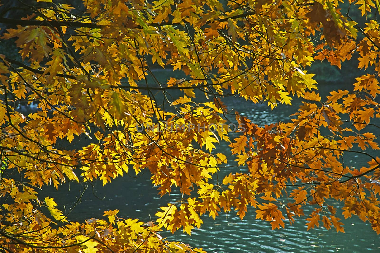 Red oak in autumn,leaves,GMH-KP
