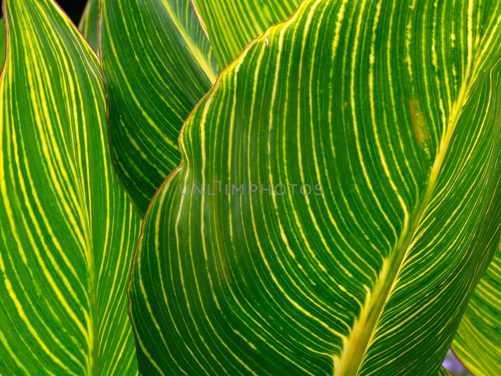Leaf detail,leaf,green leaf,striped leaf,veined leaf