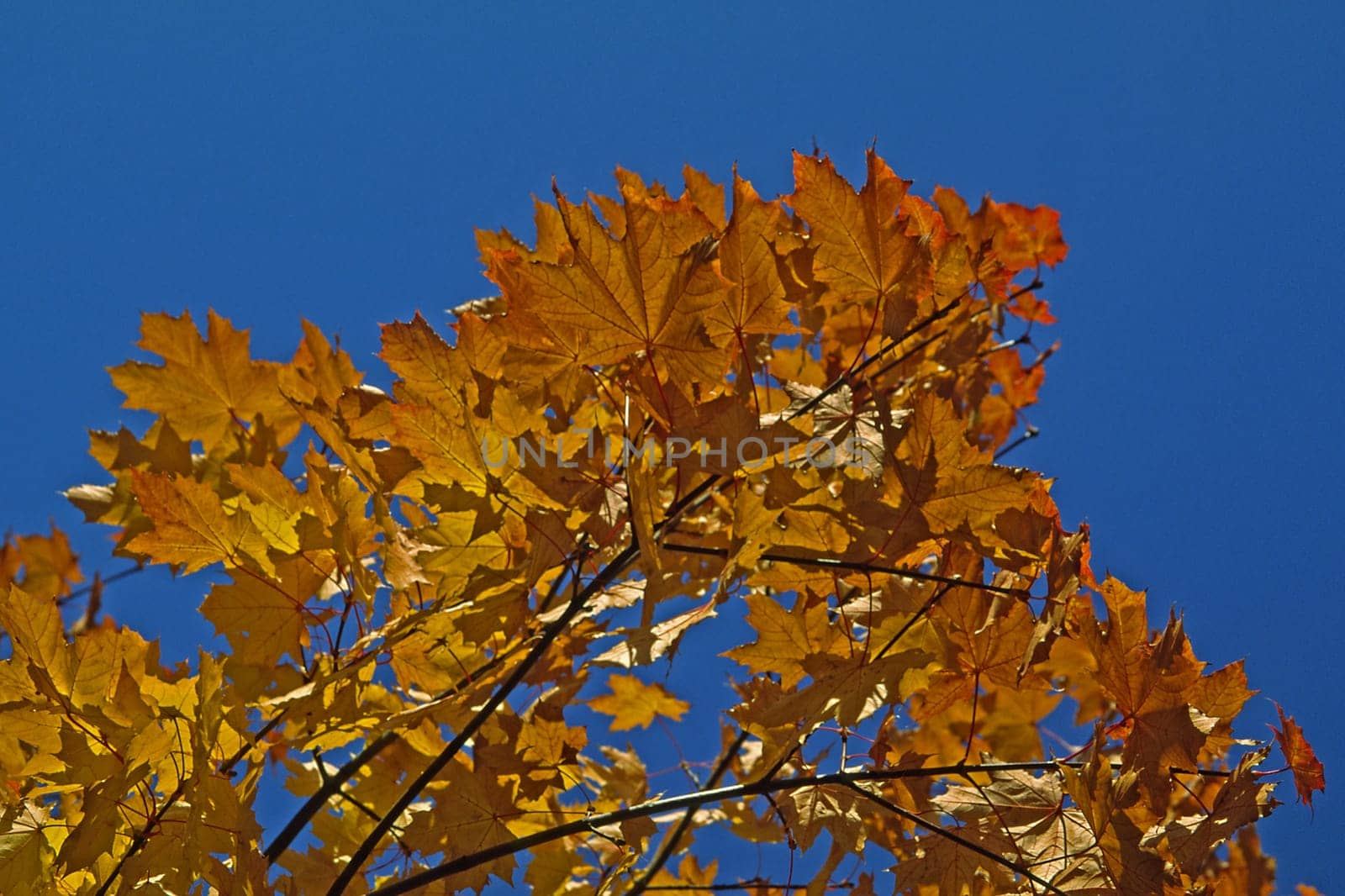 Autumn,deciduous tree in Hagen