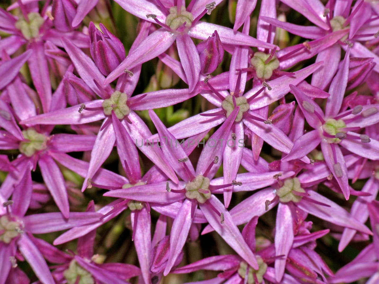 Allium cristophii x A. Macleanii,Cultivar Globemaster,Ornamental leek,Leek